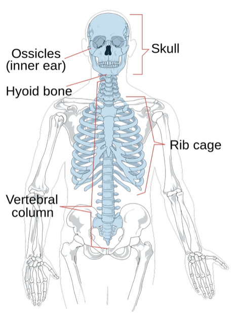 骨骼主要可区分为中轴骨与附肢骨骼两部分.