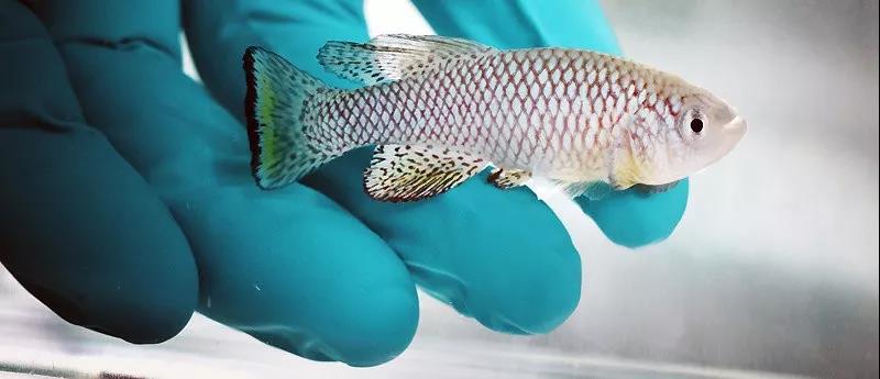 生物学前瞻——多样的动物生命周期