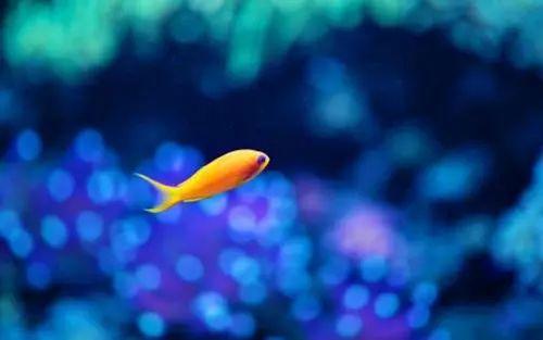 【2020届DP学子风采录】浪花里的斑马鱼图片_3 【2020届DP学子风采录】浪花里的斑马鱼图片_3