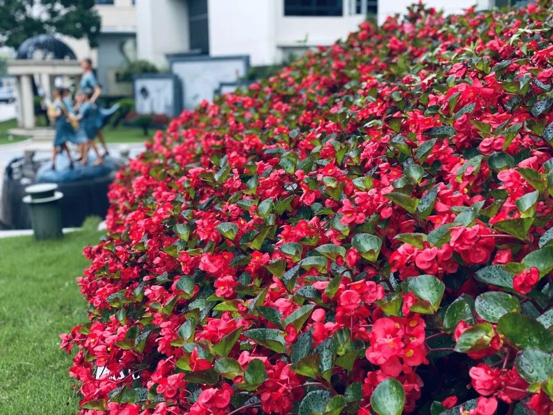 风淅淅，雨纤纤——记尚德校园不期而遇的温暖图片_31