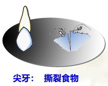 口腔保健怎么做?看校医老师的专业分享图片_127 口腔保健怎么做?看校医老师的专业分享图片_127