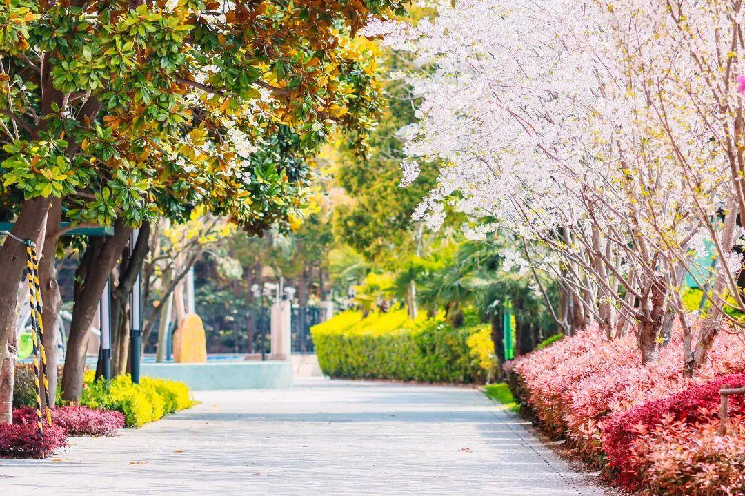 春暖花开日  少年返校时图片_3