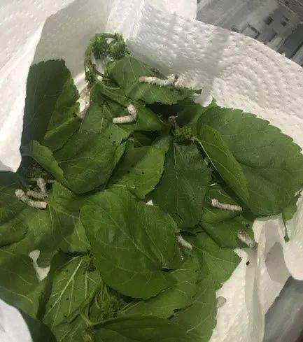 当PBL遇见绘本阅读图片_16383 当PBL遇见绘本阅读图片_16383