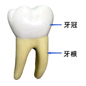 口腔保健怎么做？看校医老师的专业分享图片_15