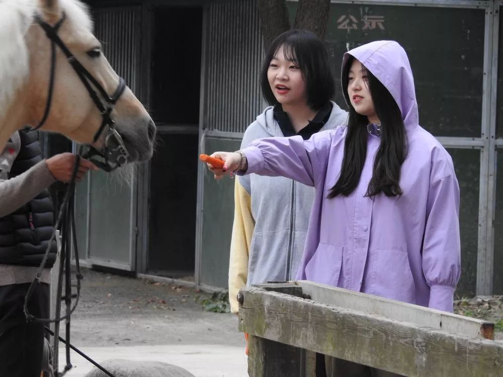 活动丨马术体验课程图片_63
