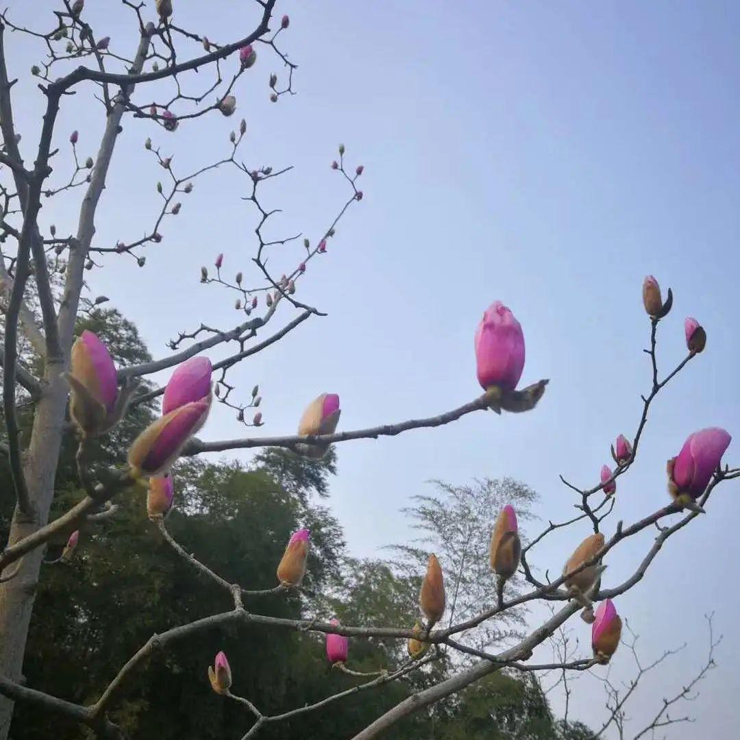 秉烛扫榻,等你寻光而来——3.8节“疫”下的光华园丁图片_1099511627775 秉烛扫榻,等你寻光而来——3.8节“疫”下的光华园丁图片_1099511627775