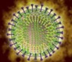 疫情特辑 | IB科学学子:新型肺炎科普图片_3 疫情特辑 | IB科学学子:新型肺炎科普图片_3