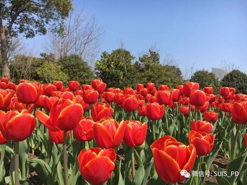 走出去,享春色暖阳趣拾花图片_7 走出去,享春色暖阳趣拾花图片_7