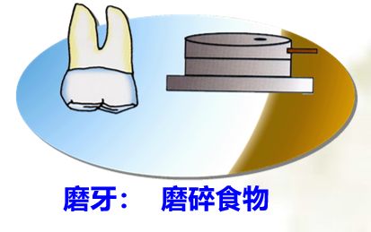 口腔保健怎么做?看校医老师的专业分享图片_255 口腔保健怎么做?看校医老师的专业分享图片_255