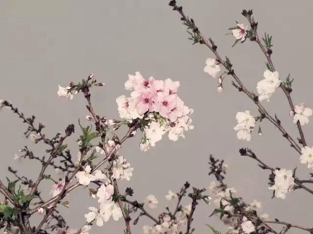 春季行走课程——上海上大附外中图片_3