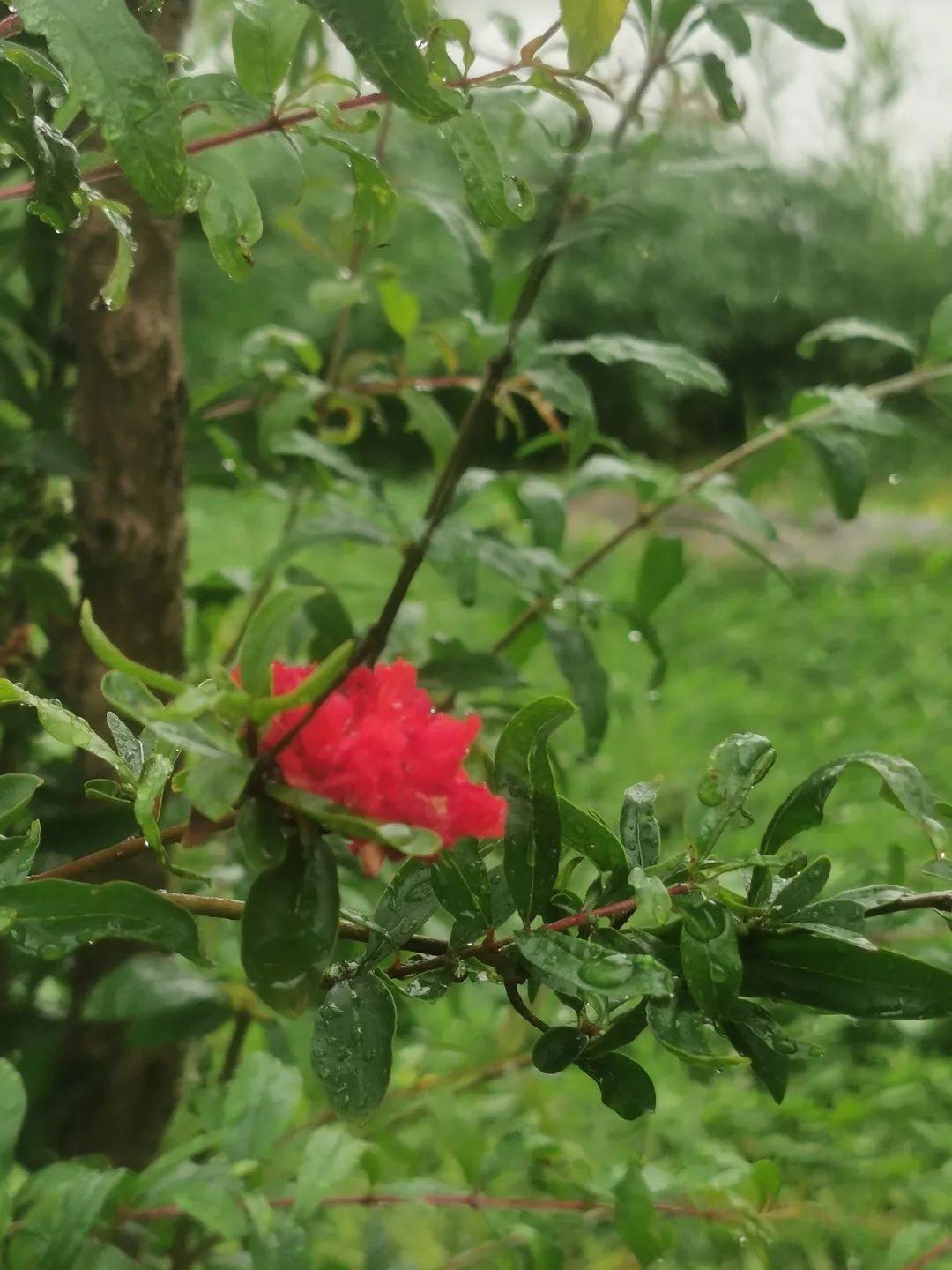 悦目临窗校长日记|石榴花开图片_255