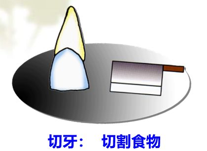 口腔保健怎么做?看校医老师的专业分享图片_63 口腔保健怎么做?看校医老师的专业分享图片_63