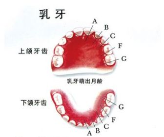 口腔保健怎么做？看校医老师的专业分享图片_3