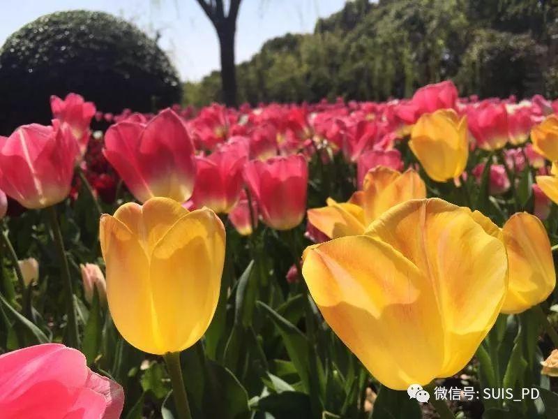 走出去,享春色暖阳趣拾花图片_1023 走出去,享春色暖阳趣拾花图片_1023