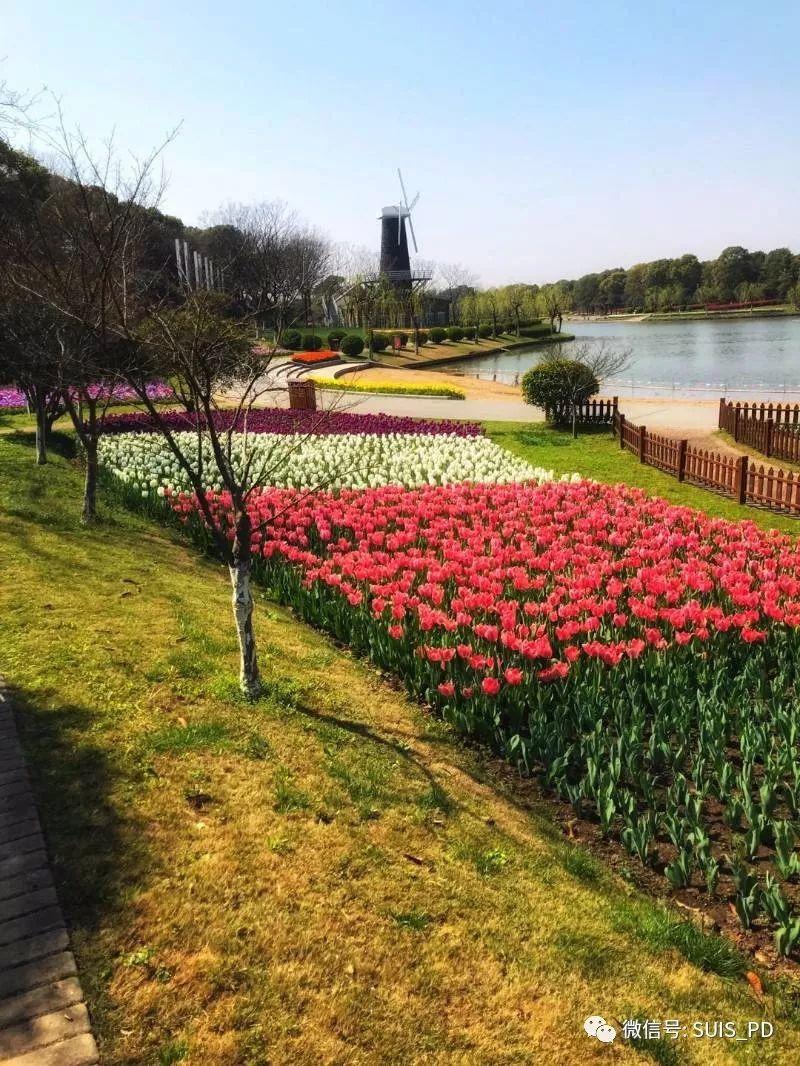走出去,享春色暖阳趣拾花图片_524287 走出去,享春色暖阳趣拾花图片_524287
