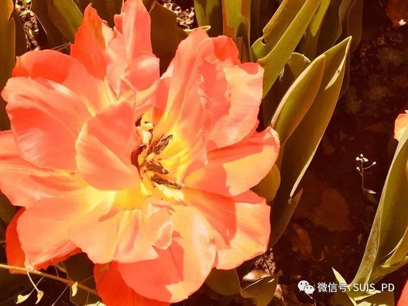 走出去,享春色暖阳趣拾花图片_262143 走出去,享春色暖阳趣拾花图片_262143