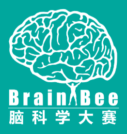Brain Bee Club x illumino| Brain Bee创始人专题讲座图片_31