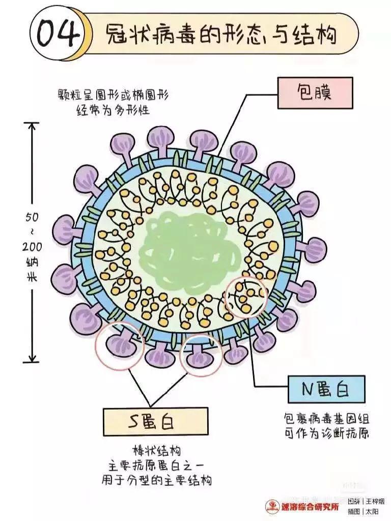 关于新型冠状病毒的小知识及倡议书图片_15 关于新型冠状病毒的小知识及倡议书图片_15