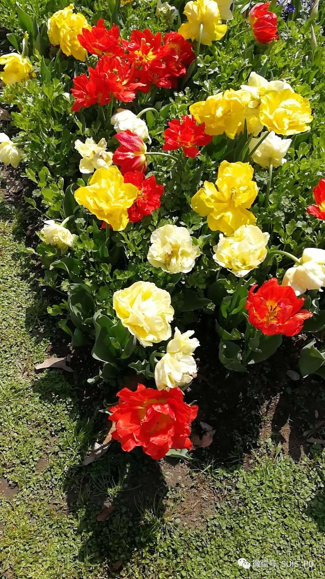 走出去,享春色暖阳趣拾花图片_131071 走出去,享春色暖阳趣拾花图片_131071