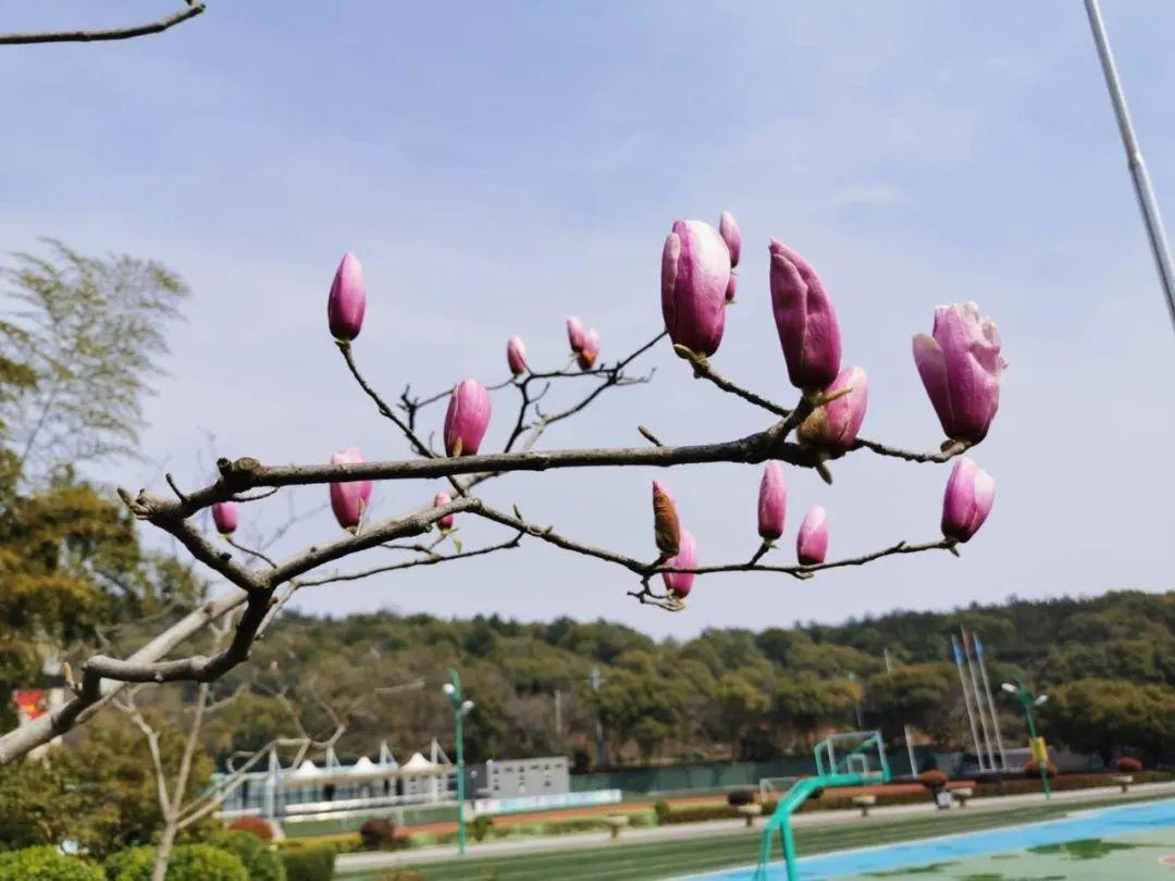 “开学利器”已到位，相见不会太远了吧图片_4398046511103