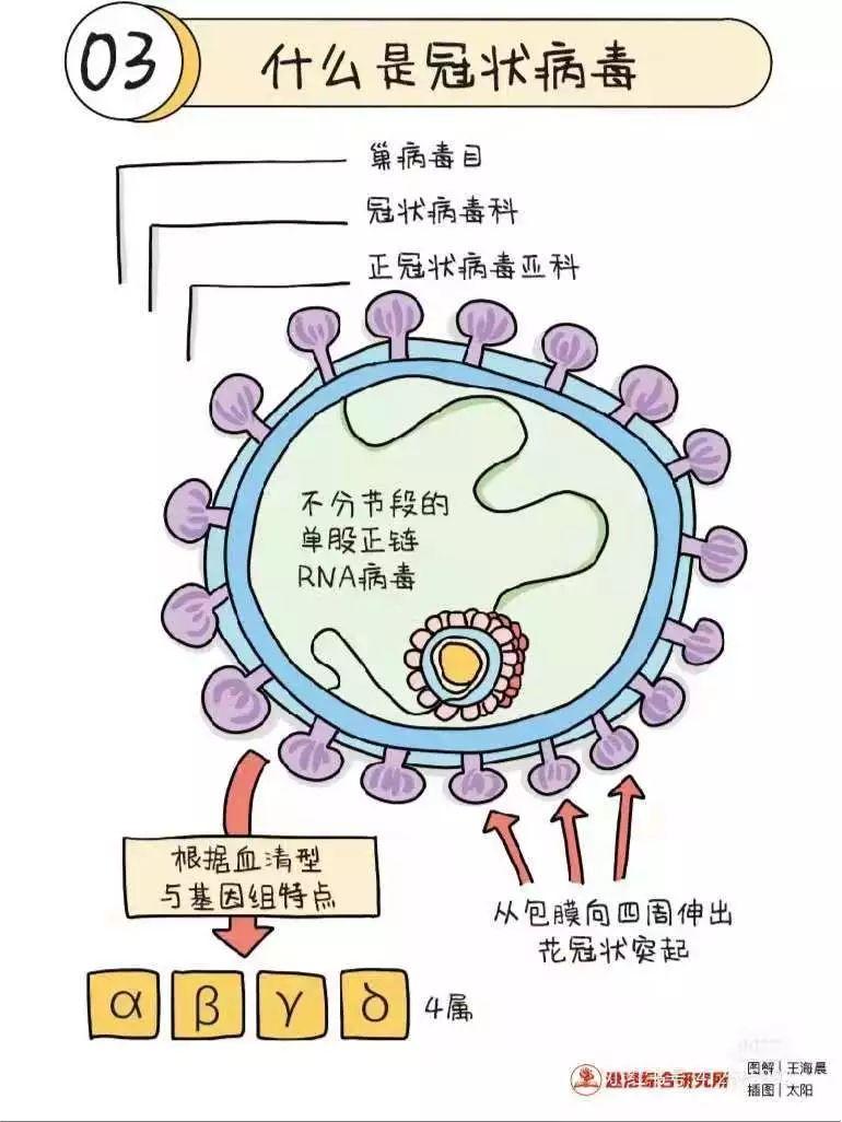 关于新型冠状病毒的小知识及倡议书图片_7 关于新型冠状病毒的小知识及倡议书图片_7