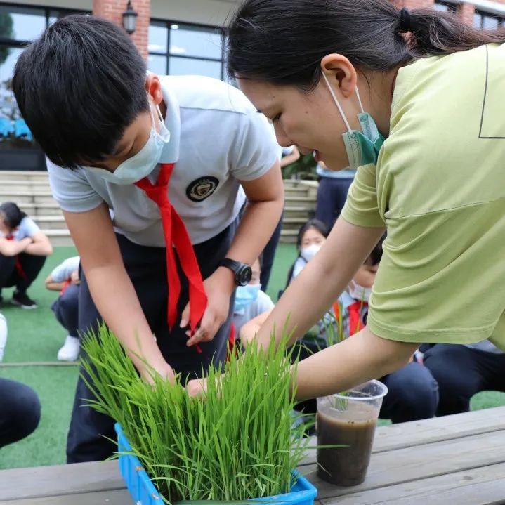 影响世界的中国植物  ——尚德航头校区“根系文化”跨学科综合探究课程（二）图片_1099511627775