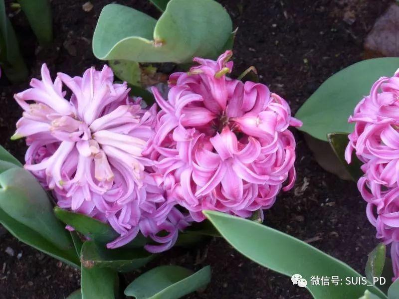 走出去,享春色暖阳趣拾花图片_511 走出去,享春色暖阳趣拾花图片_511