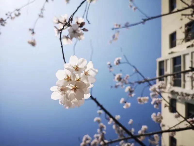 战“疫”进行时——尚德Preschool娃娃的寒假日记图片_1298074214633706907132624082305023 战“疫”进行时——尚德Preschool娃娃的寒假日记图片_1298074214633706907132624082305023