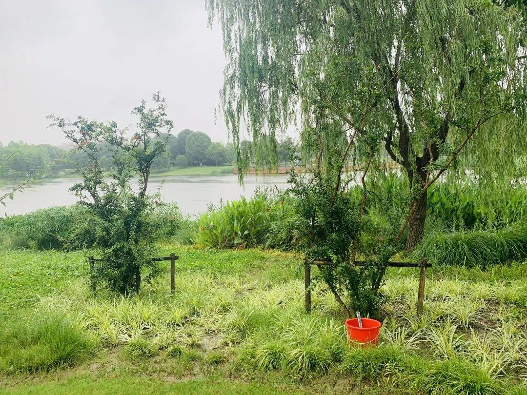 悦目临窗校长日记|石榴花开图片_63