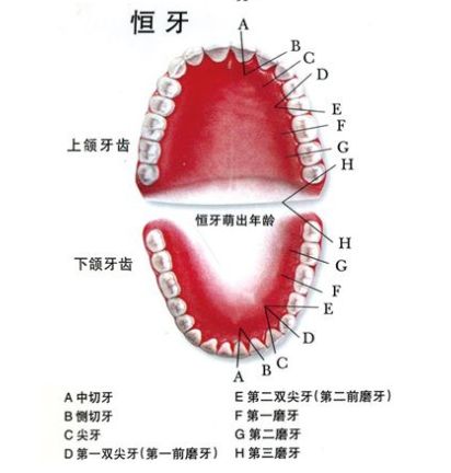 口腔保健怎么做？看校医老师的专业分享图片_7
