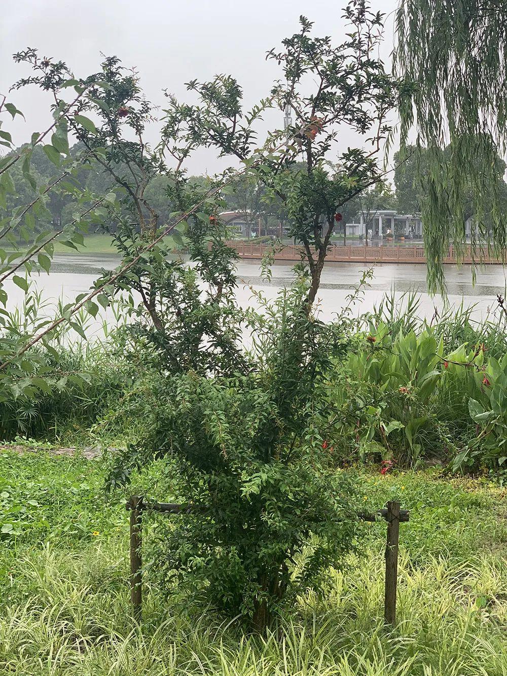 悦目临窗校长日记|石榴花开图片_127