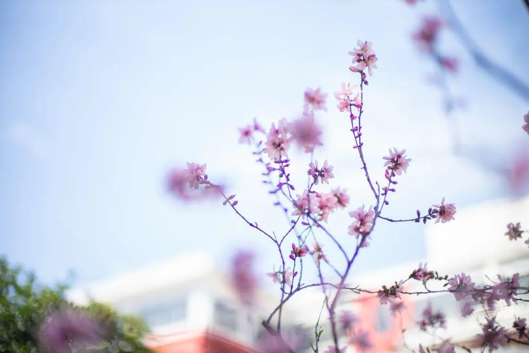 “向最美逆行者致敬”——记八年级英语学科线上学习“我眼中的抗疫英雄”小组活动图片_1