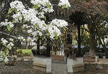 苏大附中(中加国际高中班)