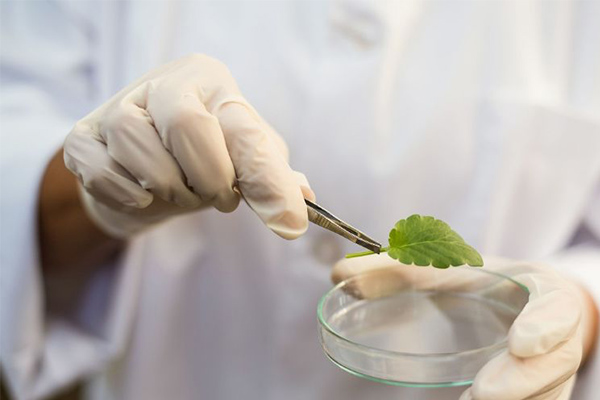 IGCSE选课二三事之IGCSE生物究竟值不值得选内容图片_1