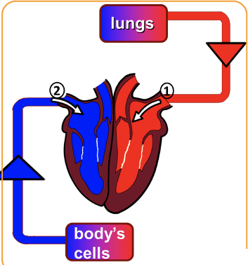 IGCSE生物知识点精讲：三分钟带你认识pulmonary vein and vena cava内容图片_2