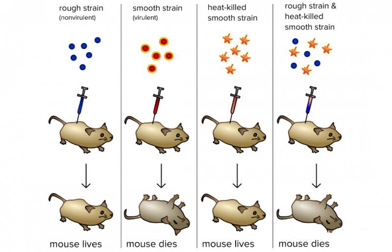 IB生物DNA实验题全方位介绍 带你直击考点 内容图片_1