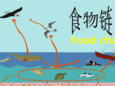 IGCSE生物能量流动知识点讲解  扎实基础拿A更便捷