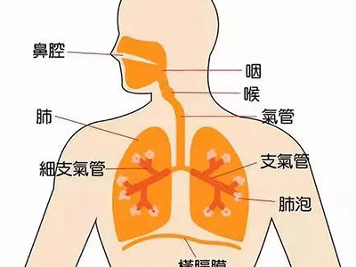 IGCSE生物呼吸系统梳理 别再说分不清呼吸运动了