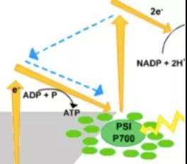 ALEVEL生物A2光合作用 有氧呼吸作用精讲 白送分还不要吗内容图片_6