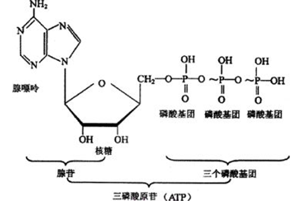 AS生物线粒体知识讲解  基础差一样能够得高分内容图片_2