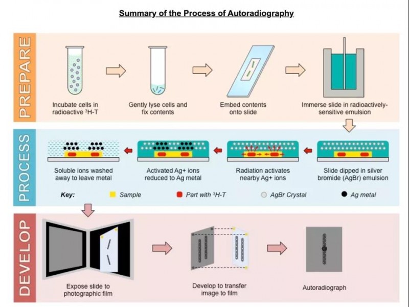 六大必考IB生物实验 实验过程和实验证据都帮你理好了内容图片_3