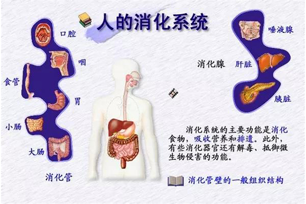GCSE生物考点之消化系统知识梳理  想拿A*的你千万别错过内容图片_1