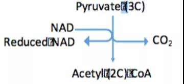ALEVEL生物A2光合作用 有氧呼吸作用精讲 白送分还不要吗内容图片_9
