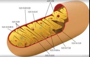 ALEVEL生物A2光合作用 有氧呼吸作用精讲 白送分还不要吗内容图片_3