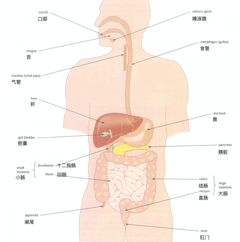 IGCSE生物词汇怎么记 快收下中英文对照的七大器官系统图内容图片_3