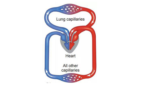 六大必考IB生物实验 实验过程和实验证据都帮你理好了内容图片_1