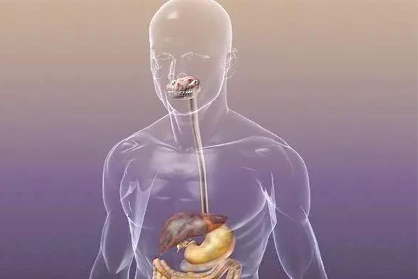 GCSE生物考点之消化系统知识梳理  想拿A*的你千万别错过内容图片_2