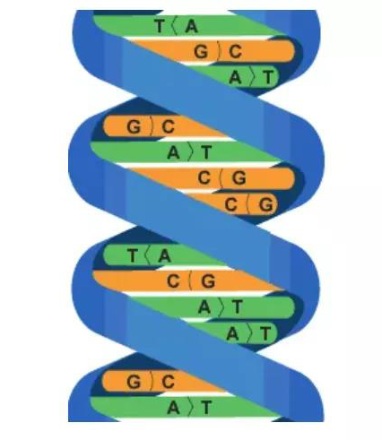 A1生物知识点精讲 30秒带你入门基因学内容图片_2