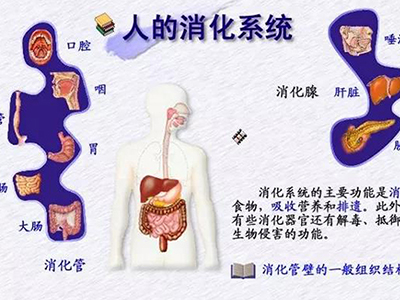 GCSE生物考点之消化系统知识梳理  想拿A*的你千万别错过