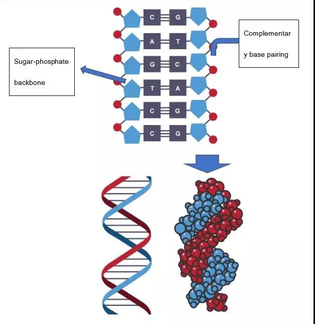 Alevel生物必考知识点DNA讲解 带你勇夺A*内容图片_3